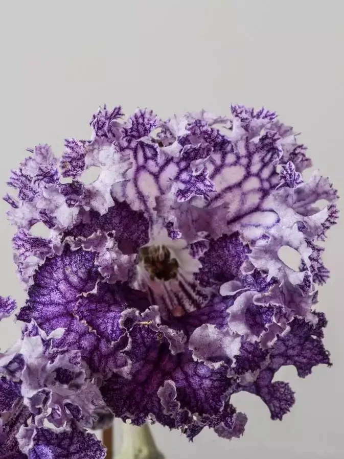 Стрептокарпус DS-Кораловый Риф 1759 Streptocarpus