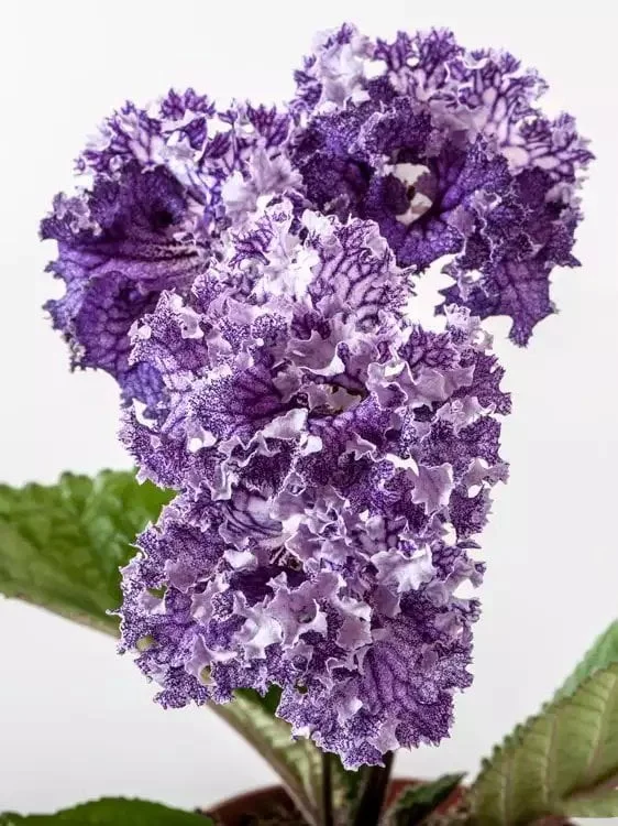 Стрептокарпус DS-Кораловый Риф 1759 Streptocarpus - Зображення 2
