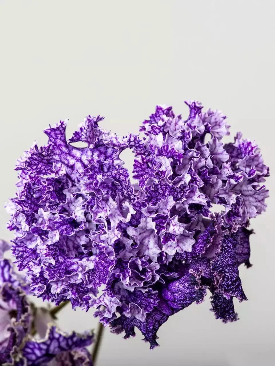 Стрептокарпус DS-Кораловый Риф 1759 Streptocarpus - Зображення 5