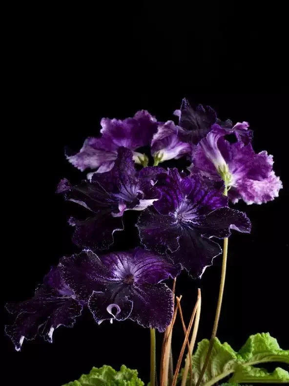 Стрептокарпус DS-За Гранью 291 Streptocarpus - Зображення 2
