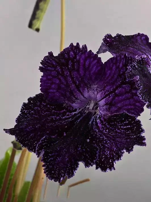 Стрептокарпус DS-За Гранью 291 Streptocarpus