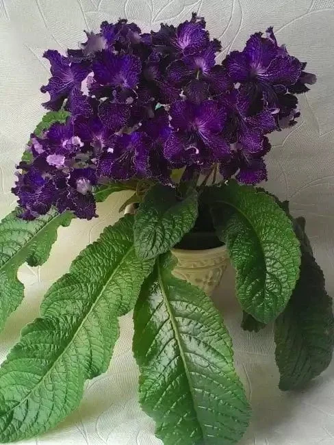 Стрептокарпус DS-За Гранью 291 Streptocarpus - Зображення 3