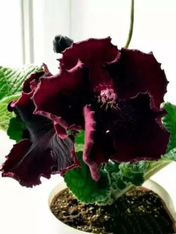 Стрептокарпус DS-Африка 668 Streptocarpus