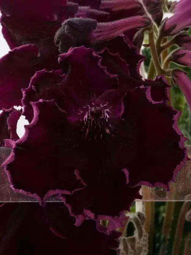 Стрептокарпус DS-Африка 668 Streptocarpus - Зображення 6