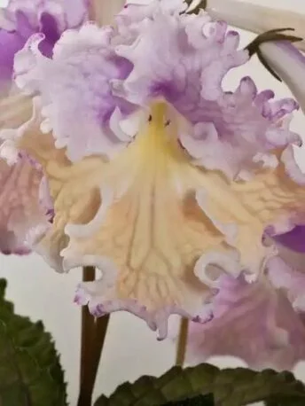 Стрептокарпус DS-Акварель 1118 Streptocarpus