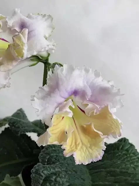 Стрептокарпус DS-Акварель 1118 Streptocarpus - Зображення 3