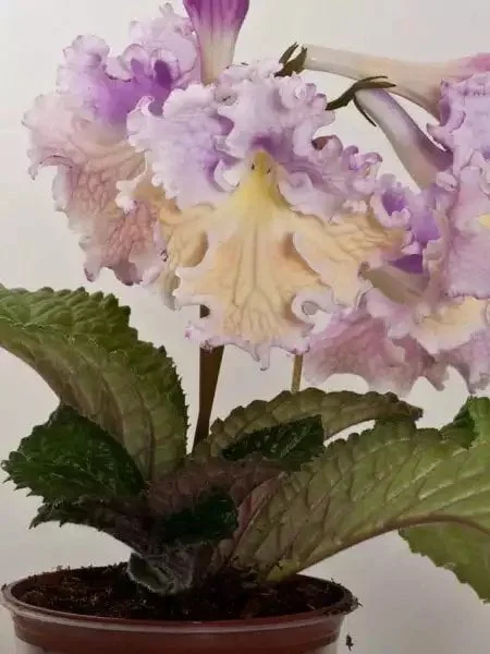 Стрептокарпус DS-Акварель 1118 Streptocarpus - Зображення 2