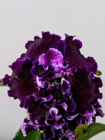 Стрептокарпус DS-Soul 2062 Streptocarpus саджанець