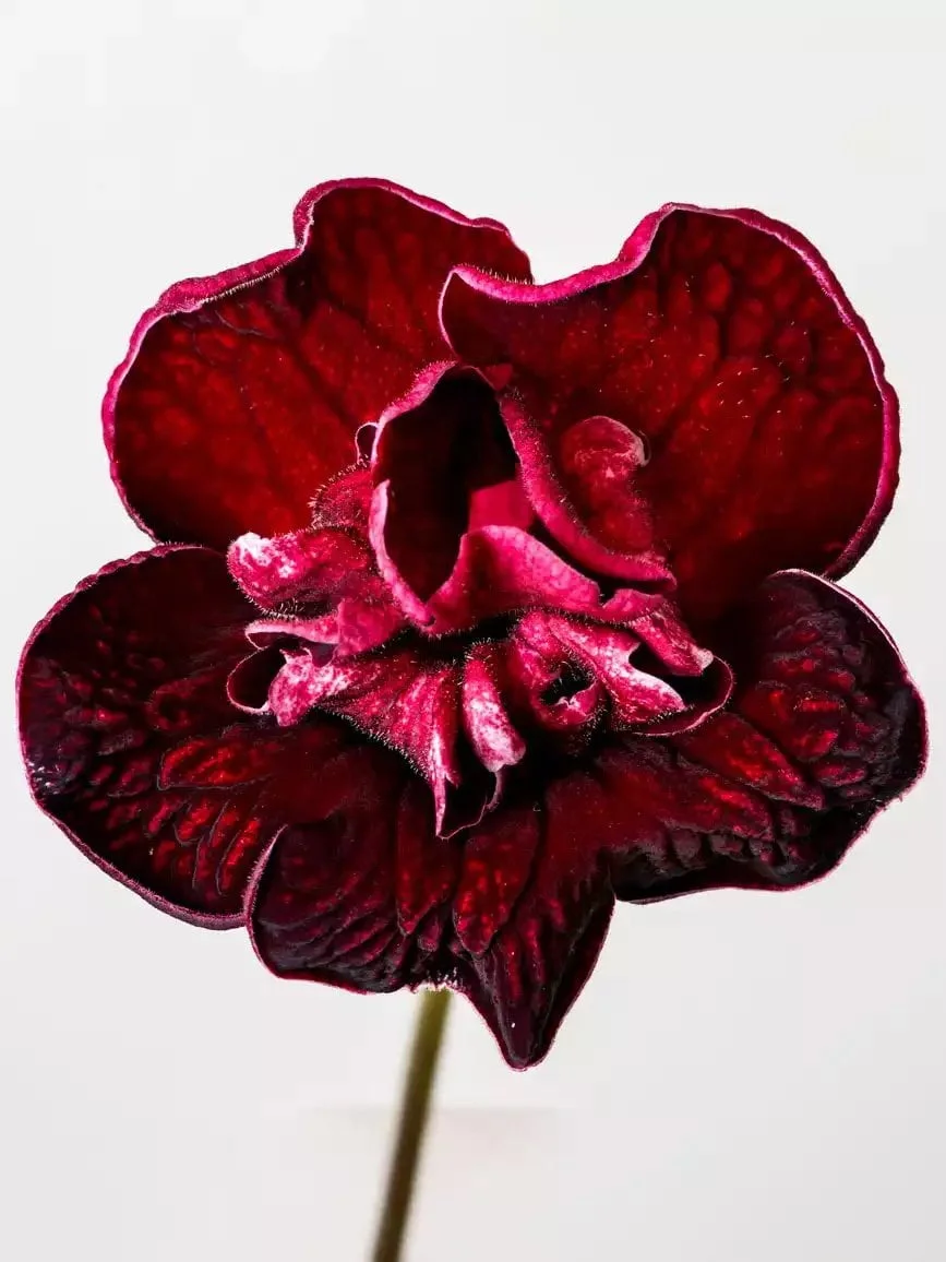 Стрептокарпус DS-Samsara 2168 Streptocarpus - Зображення 2