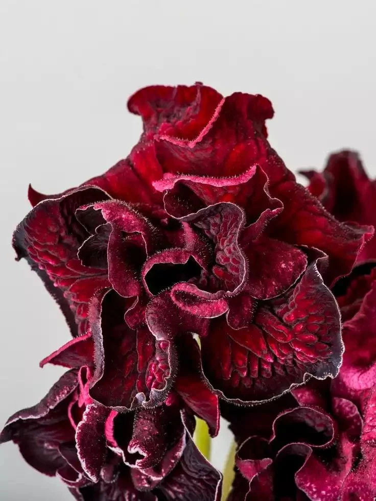 Стрептокарпус DS-Samsara 2168 Streptocarpus - Зображення 3