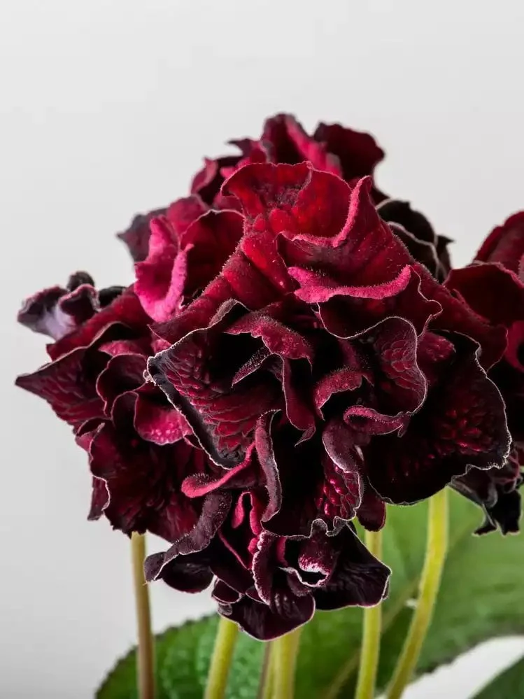 Стрептокарпус DS-Samsara 2168 Streptocarpus