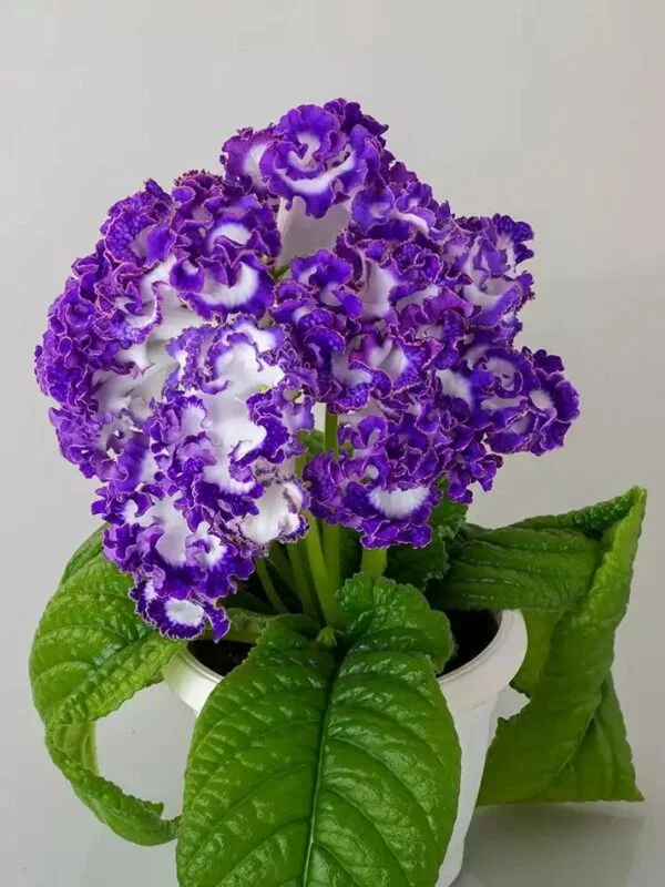 Стрептокарпус DS-Dimetris 2196 рулетка Streptocarpus саджанець - Зображення 4