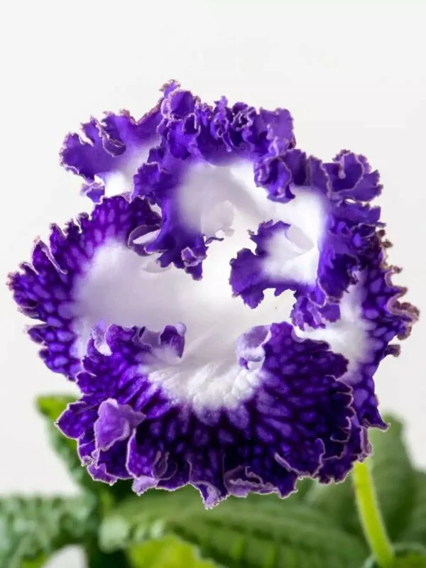 Стрептокарпус DS-Dimetris 2196 рулетка Streptocarpus саджанець