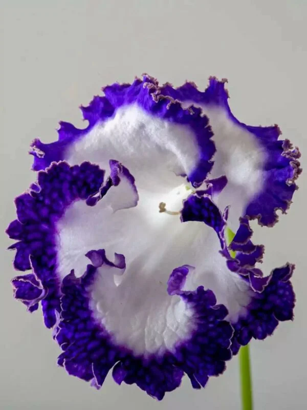 Стрептокарпус DS-Dimetris 2196 рулетка Streptocarpus саджанець - Зображення 3