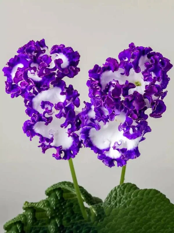 Стрептокарпус DS-Dimetris 2196 рулетка Streptocarpus саджанець - Зображення 5