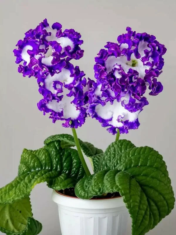 Стрептокарпус DS-Dimetris 2196 рулетка Streptocarpus саджанець - Зображення 6