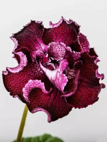Стрептокарпус DS-2095 Streptocarpus