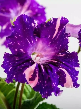 Стрептокарпус DS-2019 Streptocarpus (молода рослина в горщику р5)