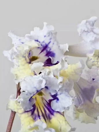 Стрептокарпус DS-1823 Streptocarpus