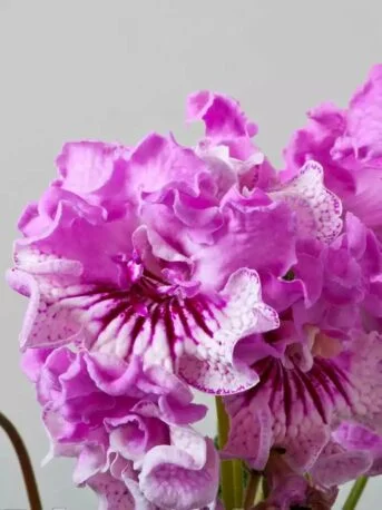 Стрептокарпус DS-1799 Streptocarpus (молода рослина в горщику р5)
