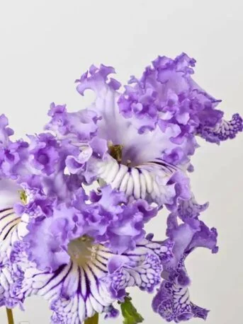 Стрептокарпус DS-1789 Streptocarpus