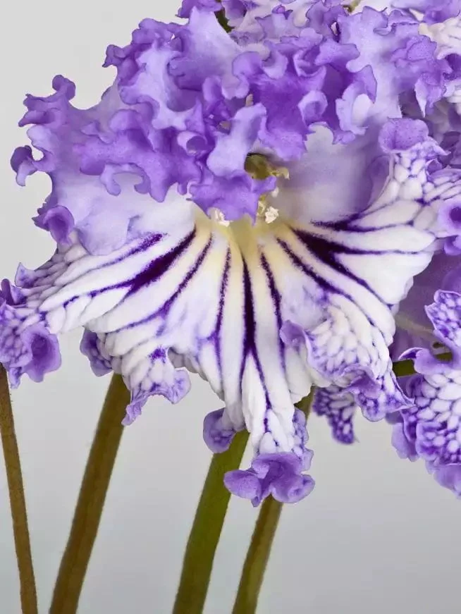 Стрептокарпус DS-1789 Streptocarpus - Зображення 3