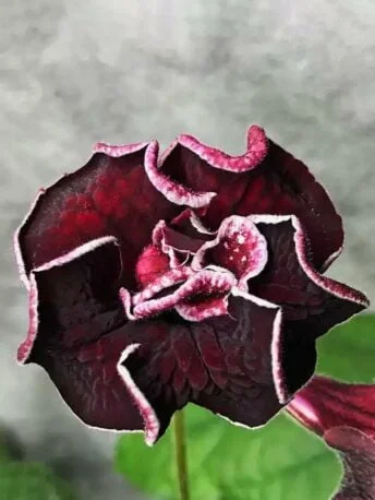 Стрептокарпус DS-1714 Streptocarpus
