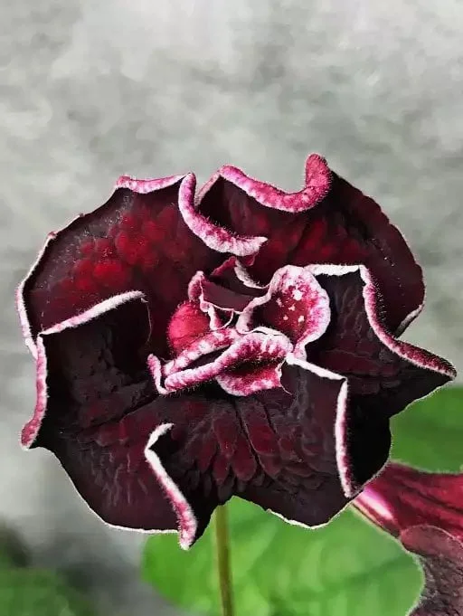 Стрептокарпус DS-1714 Streptocarpus