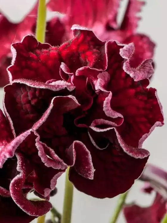 Стрептокарпус DS-1714 Streptocarpus - Зображення 5