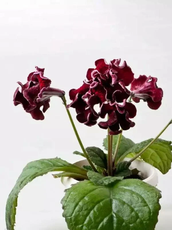 Стрептокарпус DS-1714 Streptocarpus - Зображення 6