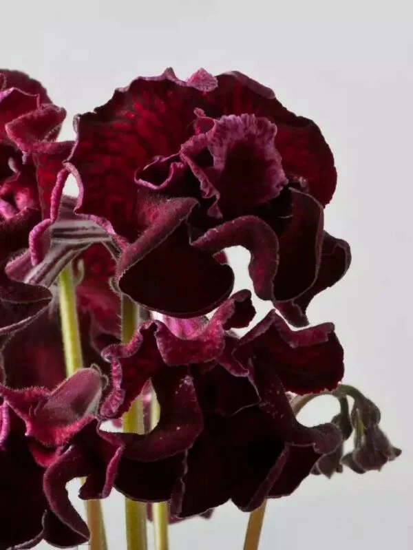 Стрептокарпус DS-1714 Streptocarpus - Зображення 7