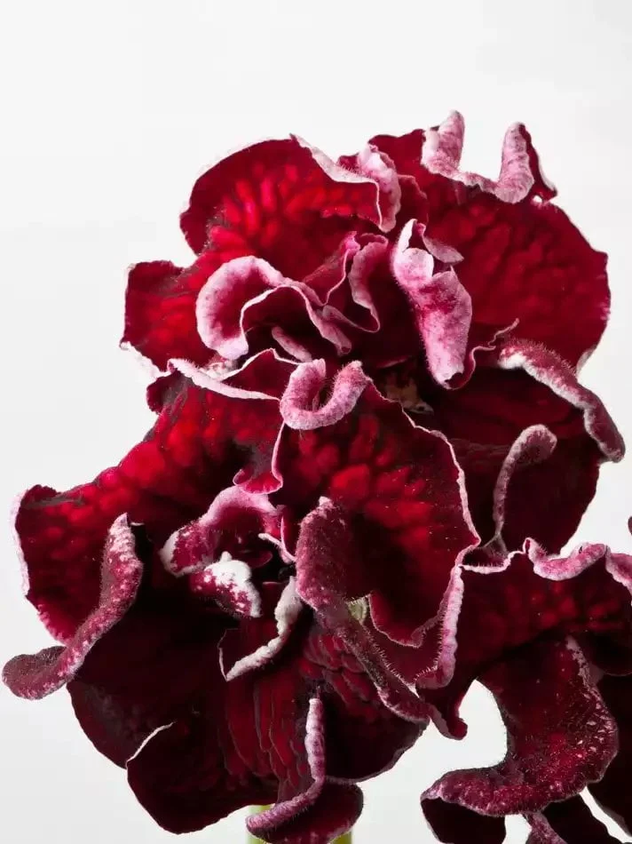 Стрептокарпус DS-1714 Streptocarpus - Зображення 4