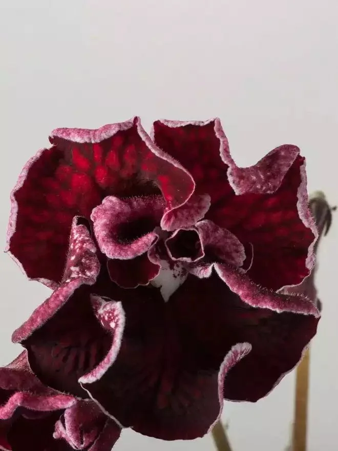 Стрептокарпус DS-1714 Streptocarpus - Зображення 3
