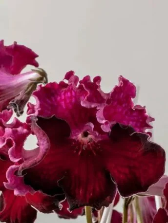 Стрептокарпус DS-1597 Streptocarpus