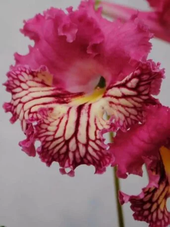 Стрептокарпус Клещ-Ruda 7054 Streptocarpus (молода рослина в горщику р5)