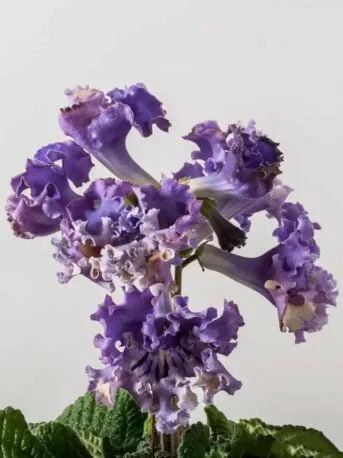 Стрептокарпус DS-Фур-Фур 1455 Streptocarpus