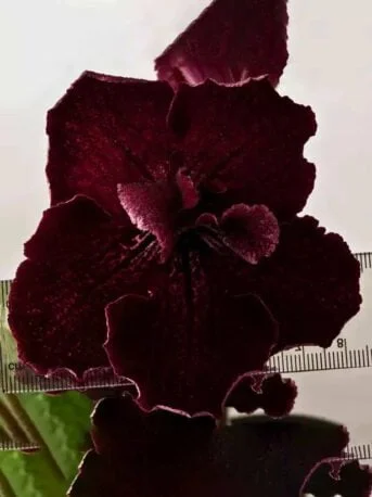 Стрептокарпус DS-Руби 871 Streptocarpus (молода рослина в горщику р5)