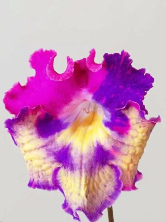 Стрептокарпус DS-Праздник 1711 Streptocarpus