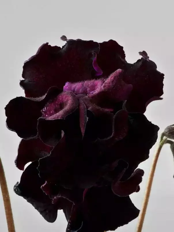 Стрептокарпус DS-1719 Streptocarpus - Зображення 2