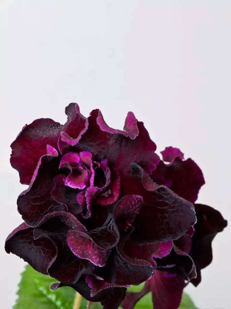Стрептокарпус DS-1719 Streptocarpus