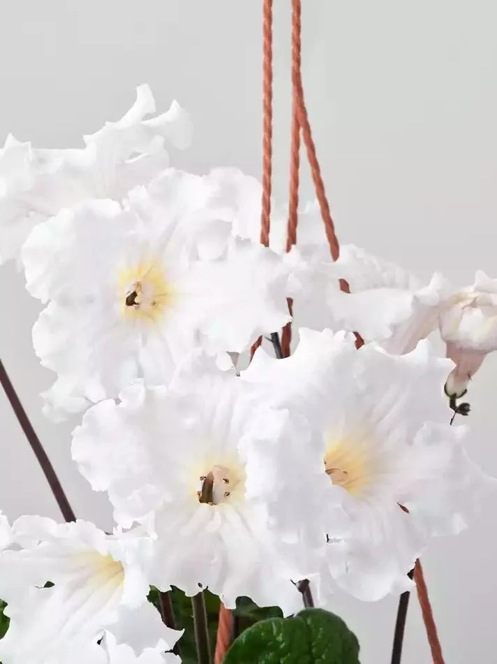 Стрептокарпус DS-1717 Streptocarpus - Зображення 2