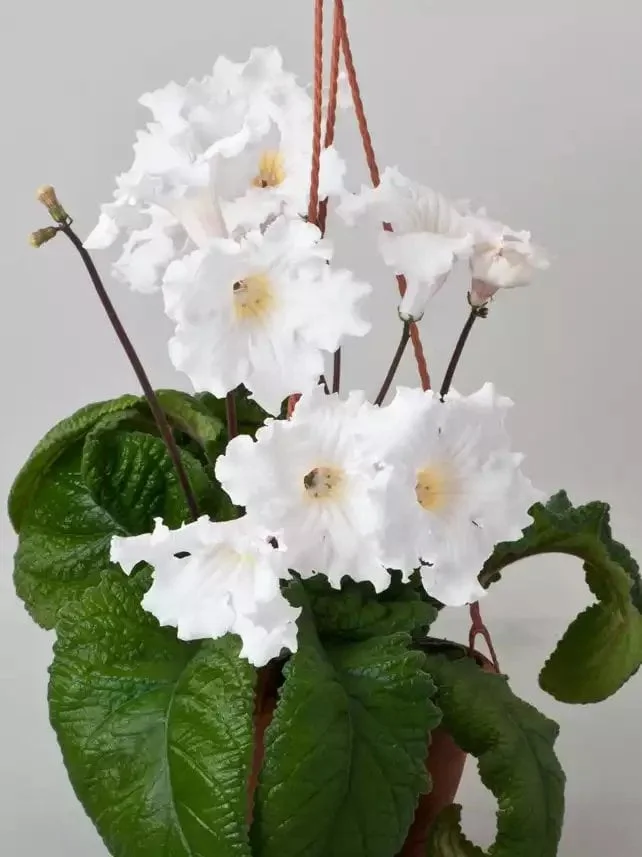 Стрептокарпус DS-1717 Streptocarpus - Зображення 3