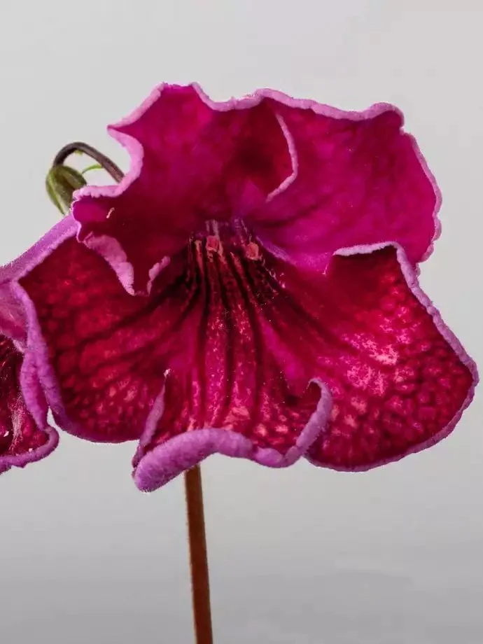 Стрептокарпус DS-1712 Streptocarpus