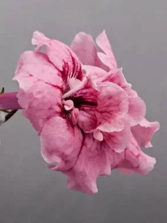 Стрептокарпус DS-Французский Поцелуй 367 Streptocarpus (молода рослина в горщику р5)