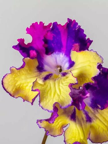 Стрептокарпус DS-Радость-XXL 1541 Streptocarpus