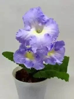 Стрептокарпус DS-2102 Streptocarpus - Зображення 2