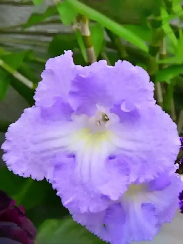 Стрептокарпус DS-2102 Streptocarpus