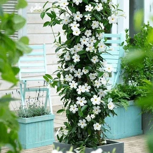 Дипладенія біла Сундавіл Pearl Sundaville White Dipladenia Mandevilla Мандевілла (рослина в горщику р7, висота 15-20 см) - Зображення 3
