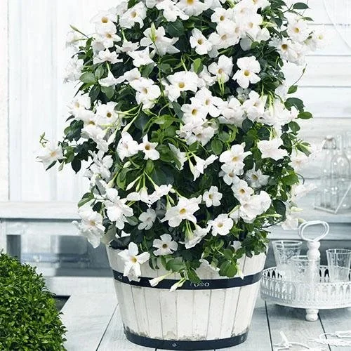 Дипладенія біла Сундавіл Pearl Sundaville White Dipladenia Mandevilla Мандевілла (рослина в горщику р7, висота 15-20 см) - Зображення 2
