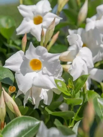 Дипладенія біла Сундавіл Pearl Sundaville White Dipladenia Mandevilla Мандевілла (рослина в горщику р7, висота 15-20 см)